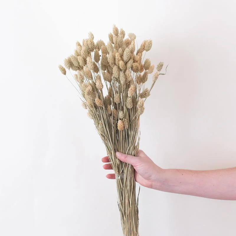 unique handmade flower vase for living room -Natural Phalaris Grass