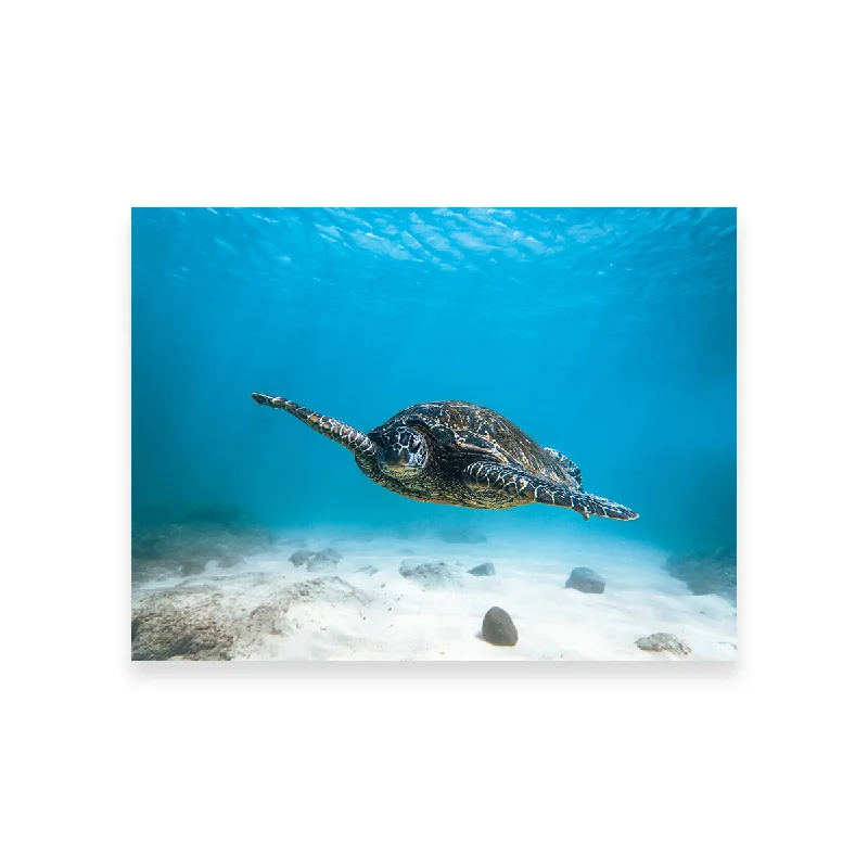 artistic retro tropical paintings-Blue Turtle