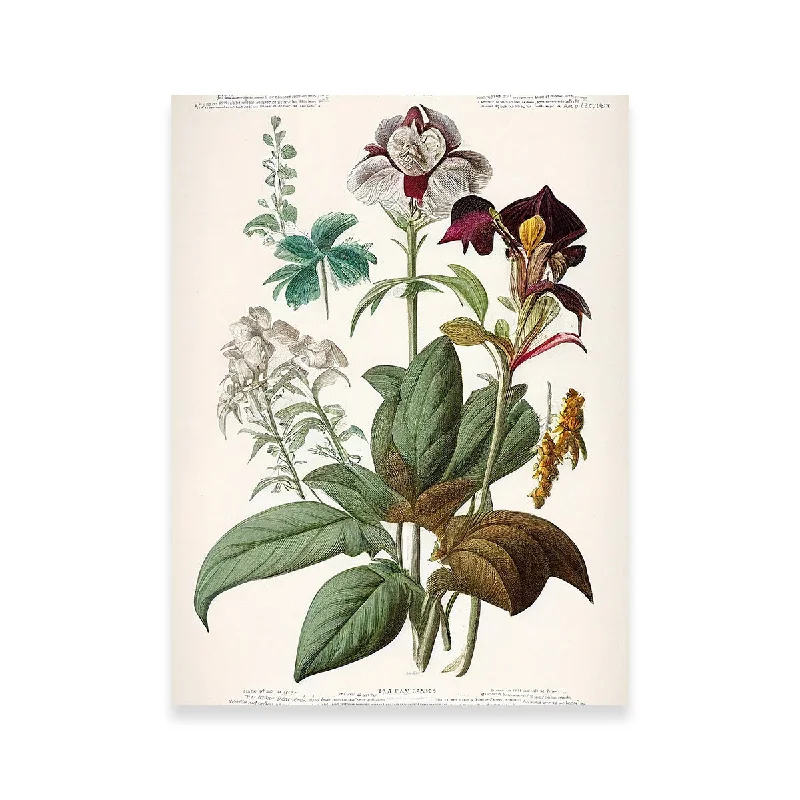 creative tropical canvas wall paintings-Vintage Botanical Print Series 3