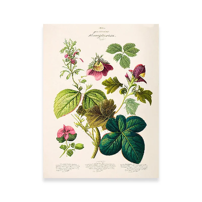 colorful coastal art paintings-Vintage Botanical Print Series 6